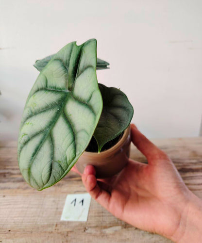 Alocasia Baginda "Silver Dragon" – Baby Plant dalle Scaglie di Drago