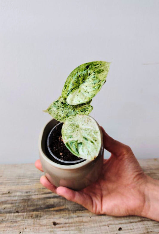 Alocasia Baginda 'Dragon Scale Variegata': scaglie preziose e variegature uniche