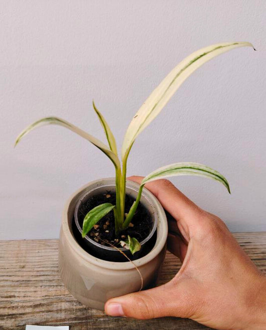 Epipremnum Amplissimum Variegata – Foglie slanciate e variegature esclusive
