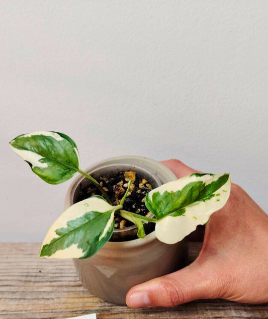 Epipremnum N’Joy – Variegature bianche compatte e stile moderno