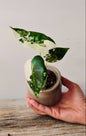 Alocasia Micholitziana 'Frydek Variegata' - incantevole e luminosa