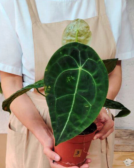 Anthurium Forgetii x Nigrolaminum 'Gigi': Eleganza e Compattezza da Collezione