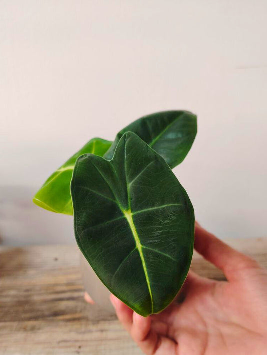 Alocasia Micholitziana 'Golden Bone': foglie esotiche con venature dorate sorprendenti