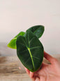 Alocasia Micholitziana 'Golden Bone': foglie esotiche con venature dorate sorprendenti