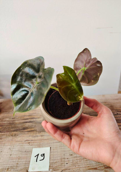 Alocasia Micholitziana 'Golden Bone': foglie esotiche con venature dorate sorprendenti