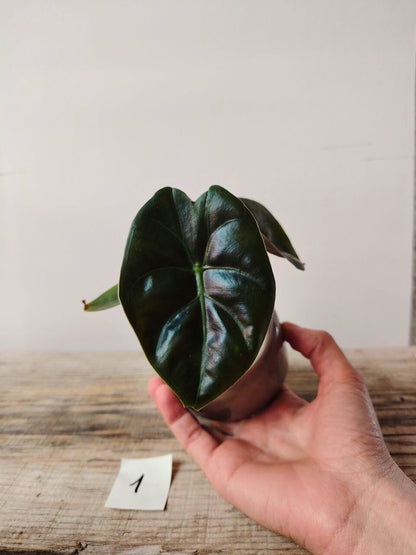 Alocasia Micholitziana 'Golden Bone': foglie esotiche con venature dorate sorprendenti