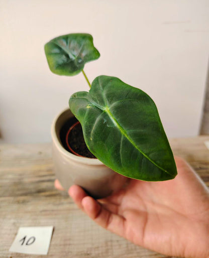 Alocasia Micholitziana 'Golden Bone': foglie esotiche con venature dorate sorprendenti