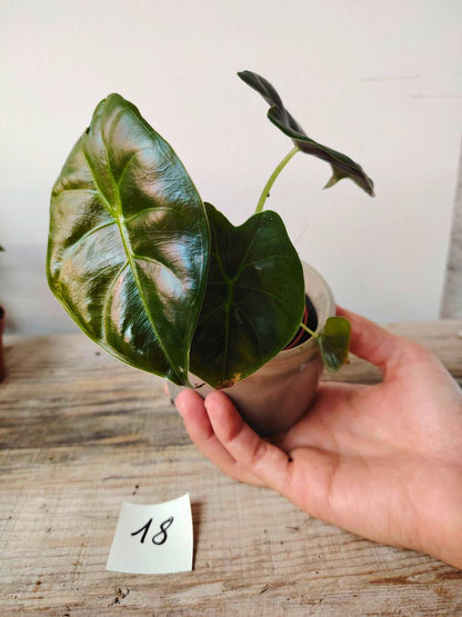 Alocasia Micholitziana 'Golden Bone': foglie esotiche con venature dorate sorprendenti