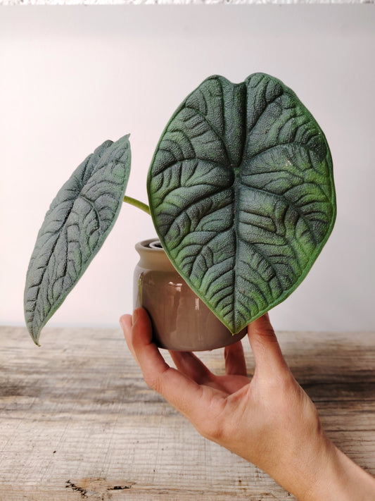 Alocasia Melo – Baby Plant dal Tocco Esotico