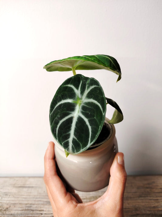 Alocasia Ninja – Baby Plant dal Carattere Forte