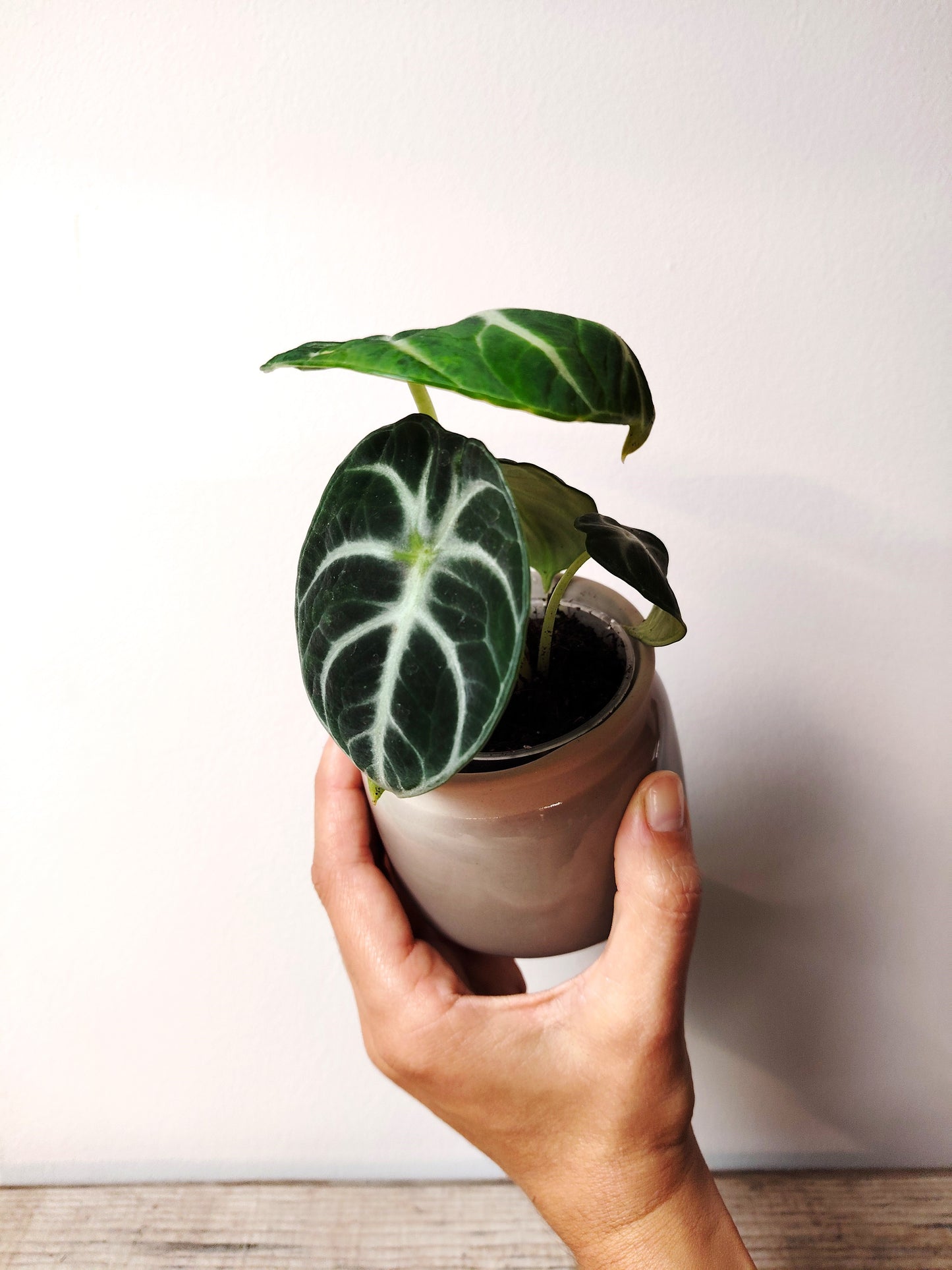 Alocasia Ninja – Baby Plant dal Carattere Forte