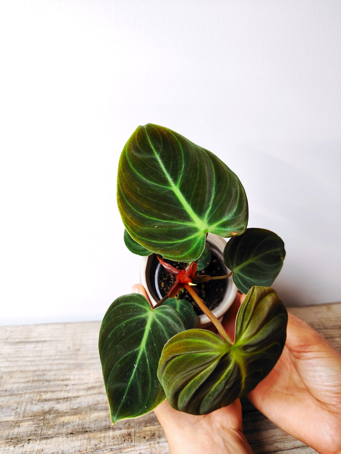 Philodendron El Choco Red – Baby Plant dallo Stile Esuberante