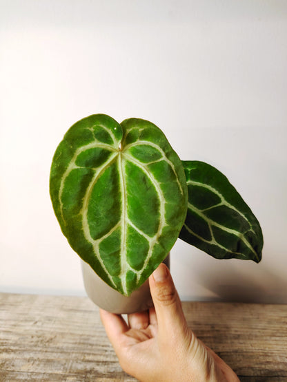 Anthurium Crystallinum – Baby Plant dal Fascino Cristallino