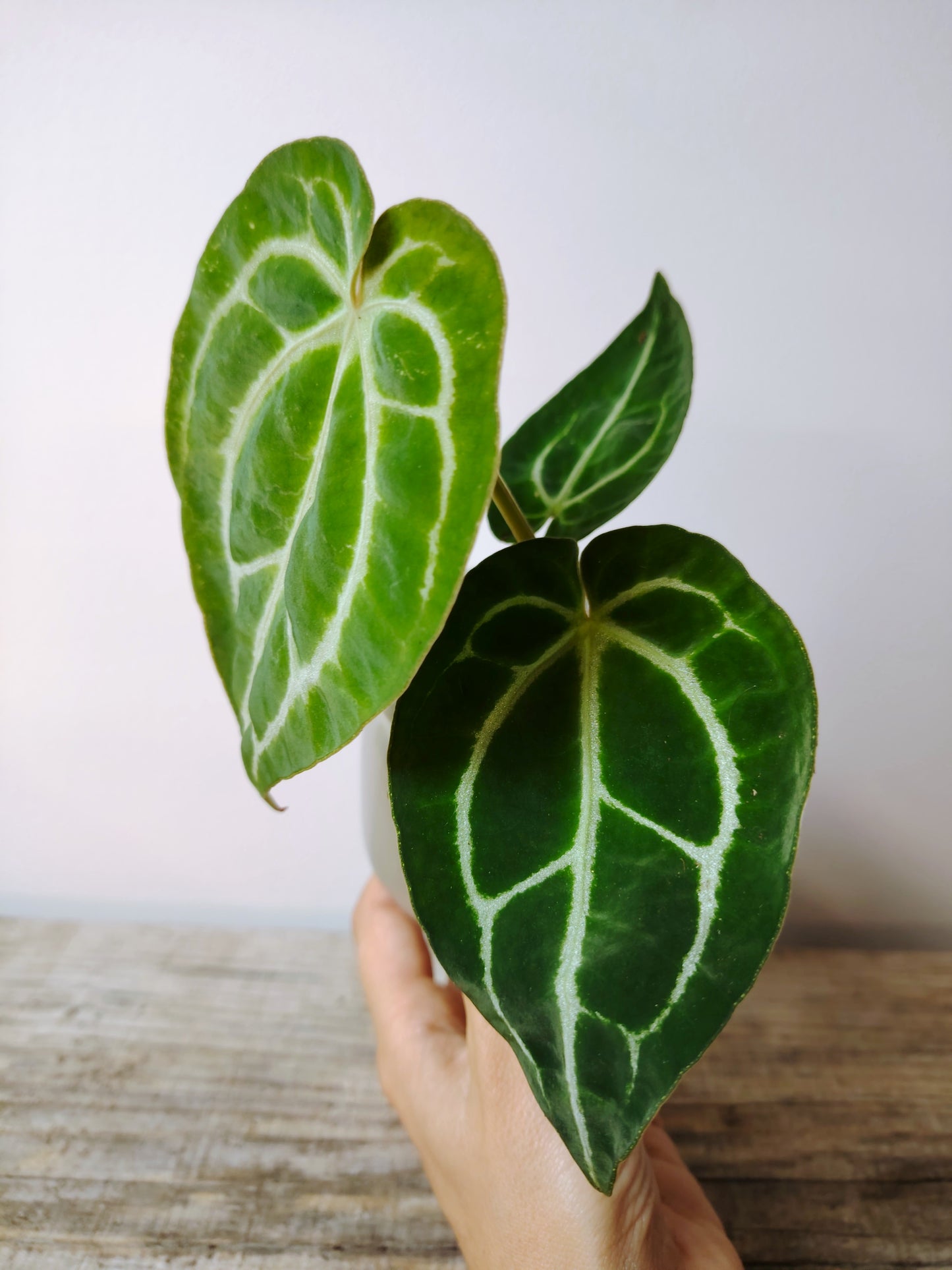 Anthurium Crystallinum – Baby Plant dal Fascino Cristallino