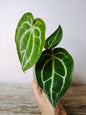 Anthurium Crystallinum – Fascino Cristallino | Aracearium