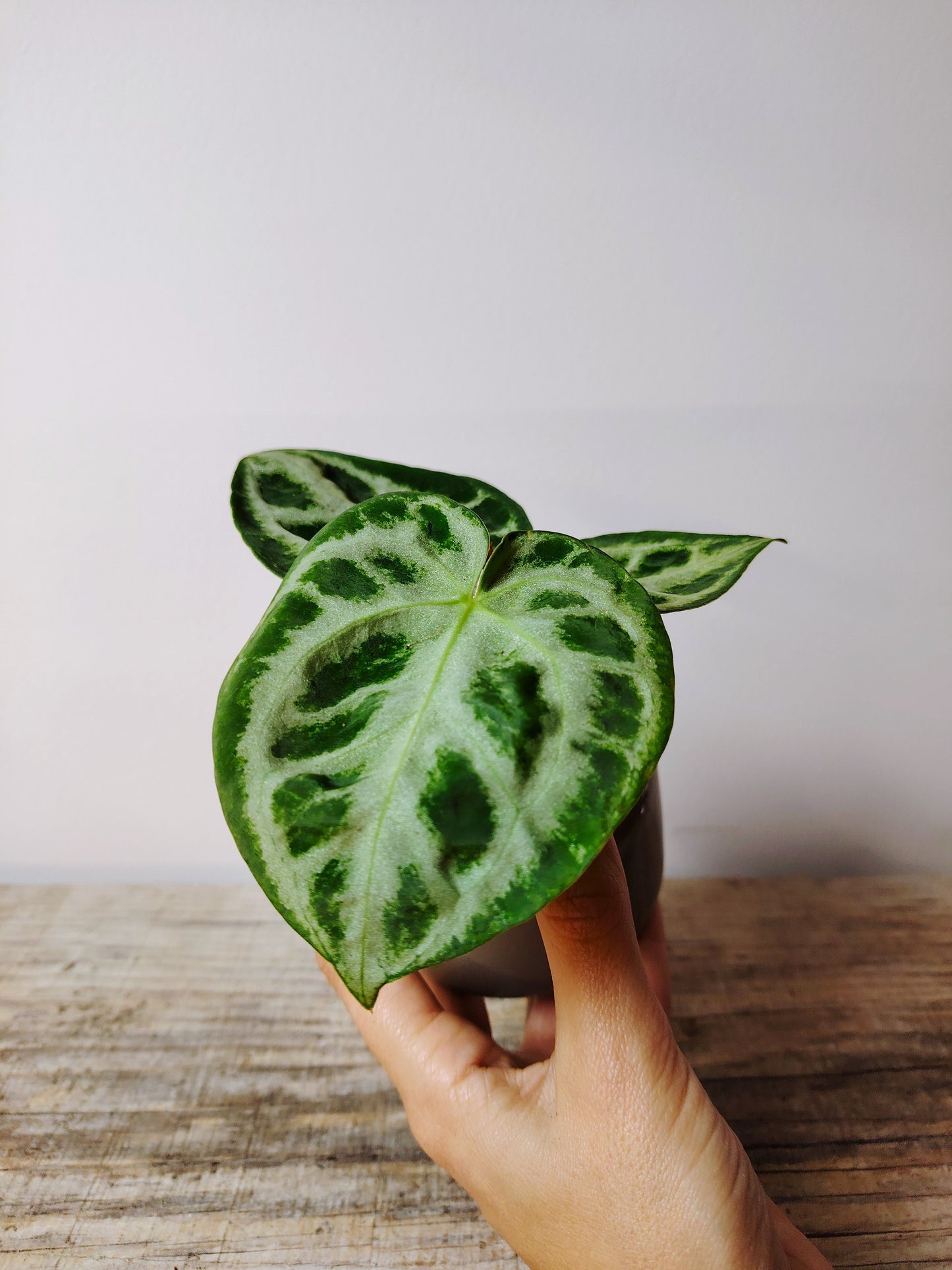 Anthurium Crystallinum Silver Blush – Baby Plant dall’Eleganza Argentea