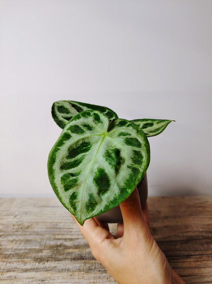 Anthurium Crystallinum Silver Blush – Baby Plant dall’Eleganza Argentea