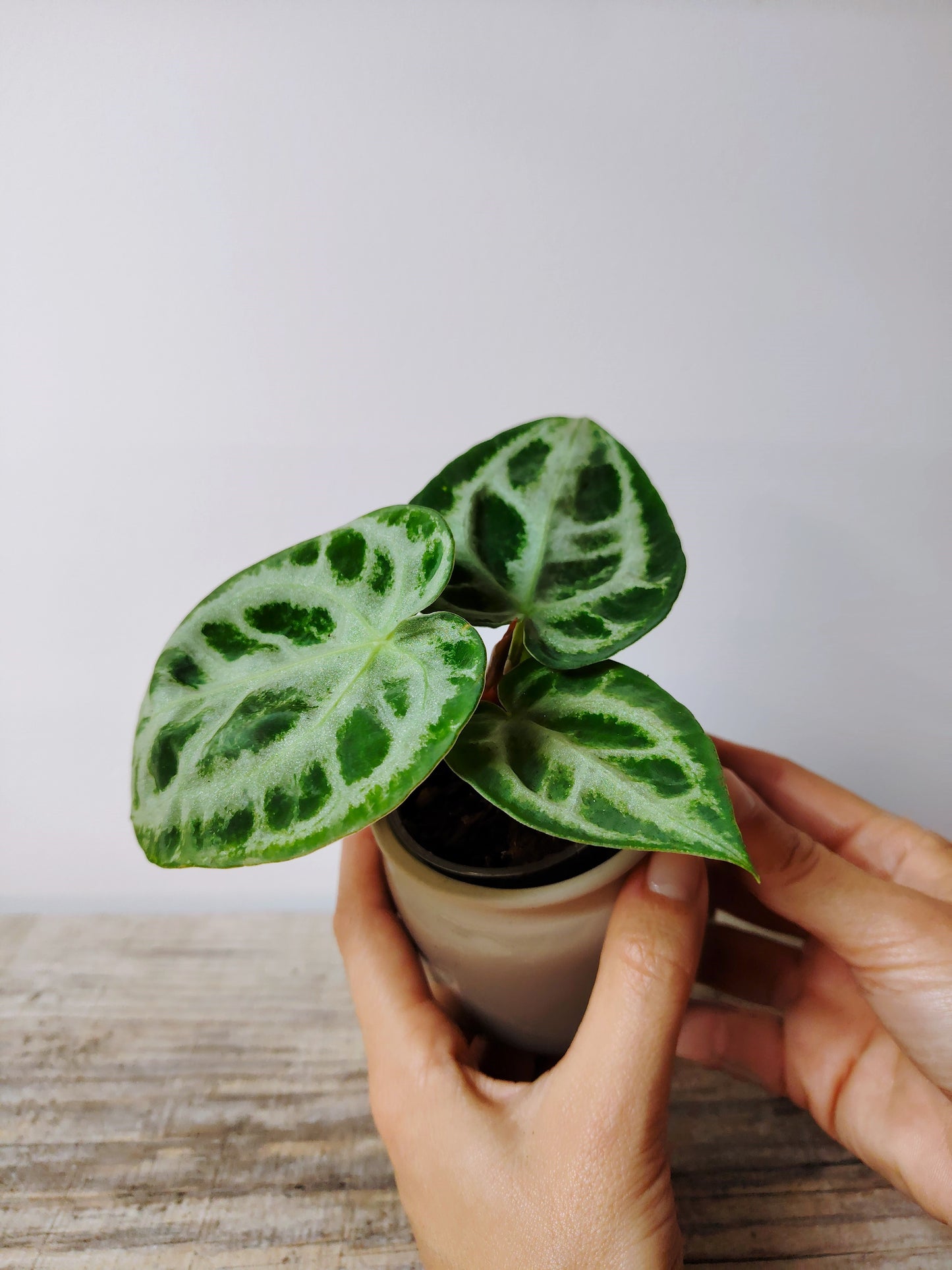 Anthurium Crystallinum Silver Blush – Baby Plant dall’Eleganza Argentea