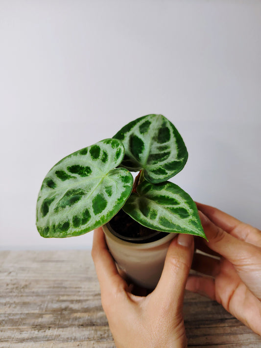 Anthurium Crystallinum Silver Blush – Baby Plant dall’Eleganza Argentea