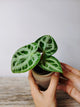 Anthurium Crystallinum Silver Blush – Eleganza Argentea | Aracearium