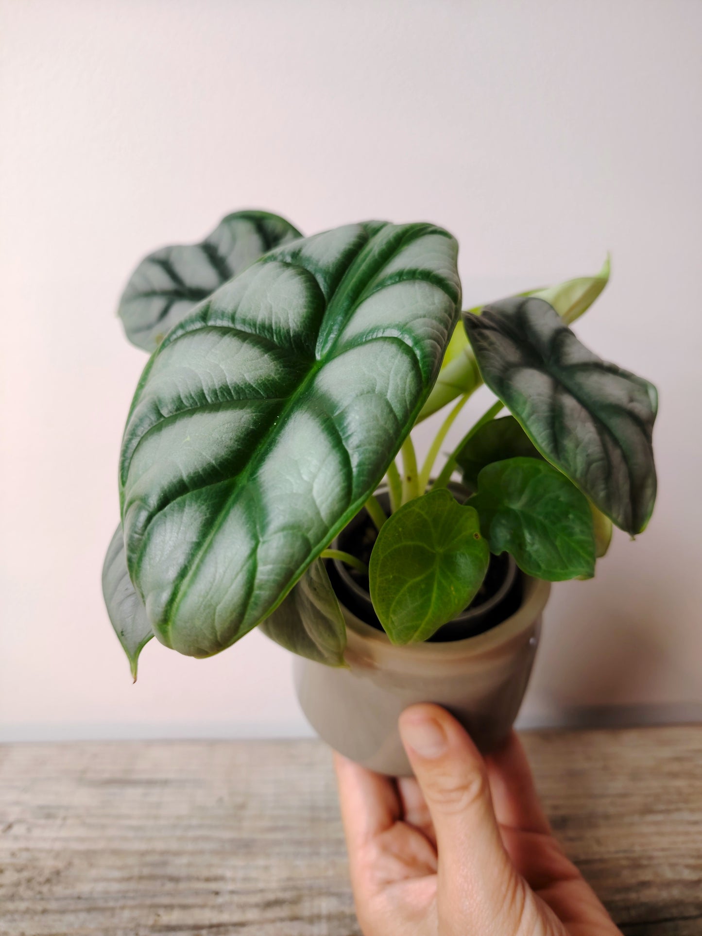 Alocasia Silver Dragon – Baby Plant dalle Scaglie di Drago