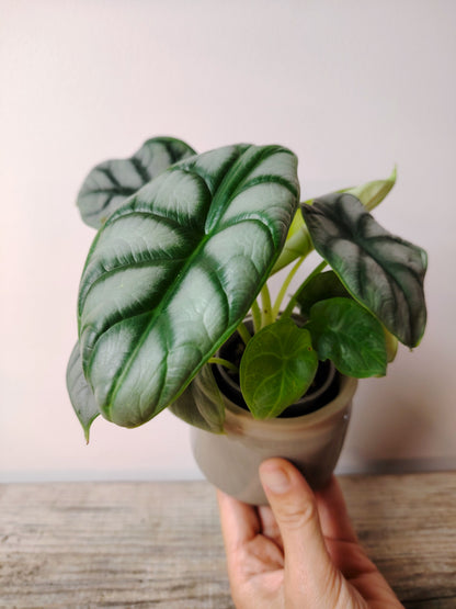 Alocasia Silver Dragon – Baby Plant dalle Scaglie di Drago