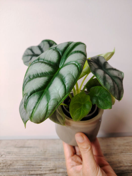 Alocasia Silver Dragon – Baby Plant dalle Scaglie di Drago