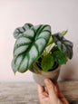 Alocasia Silver Dragon – Baby Plant dalle Scaglie di Drago