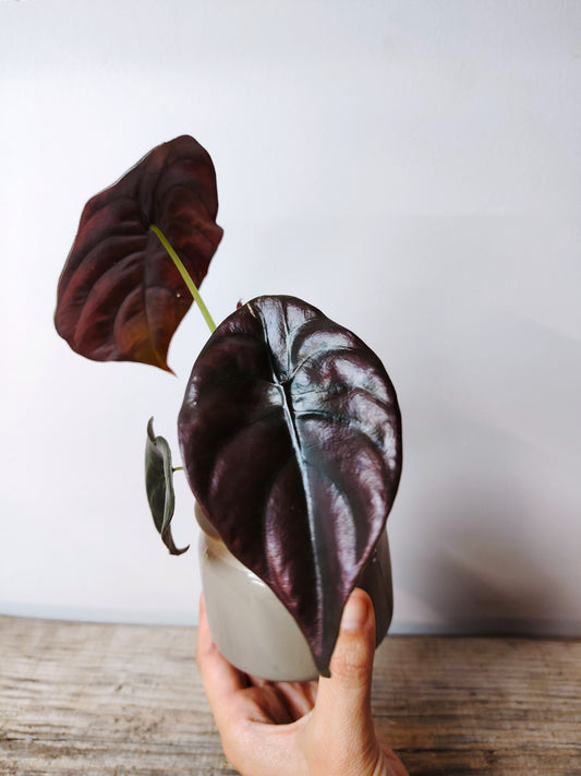 Alocasia Cuprea Red Secret – Baby Plant dall'aspetto di Scudo