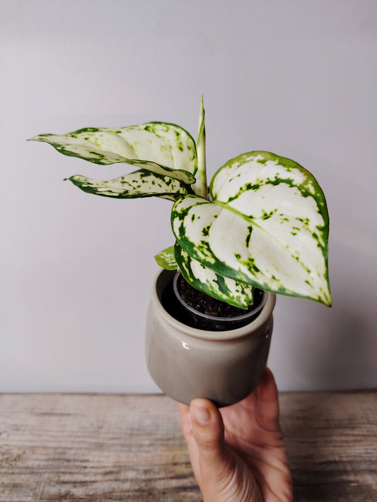 Aglaonema Snowflake – Baby Plant dal Fogliame Bianco Neve