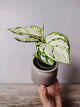 Aglaonema Snowflake – Fogliame Bianco Neve | Aracearium