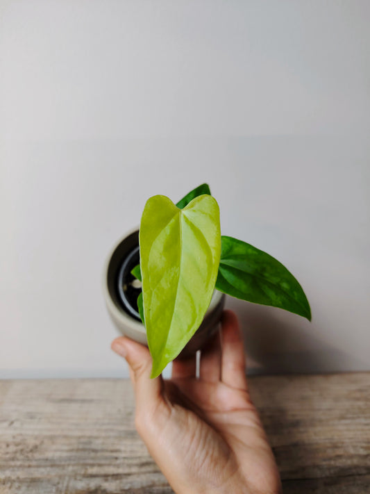 Anthurium Balaoanum – Eleganza Esotica e Foglie Lussureggianti
