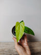 Anthurium Balaoanum – Eleganza Esotica Foglie Lussureggianti | Aracearium