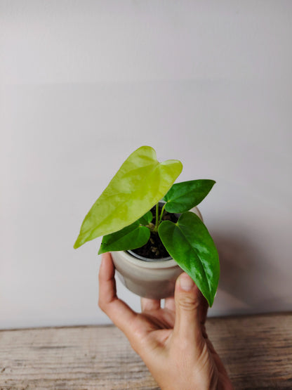 Anthurium Balaoanum – Eleganza Esotica e Foglie Lussureggianti