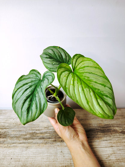 Philodendron Mamei – Baby Plant dal Tocco Elegante