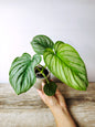 Philodendron Mamei – Baby Plant dal Tocco Elegante