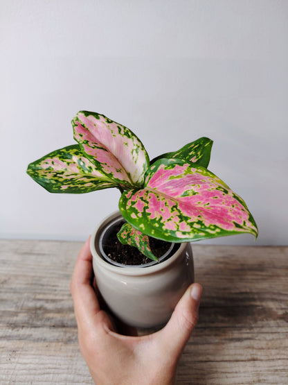 Aglaonema Red Valentine – Baby Plant Elegante e Colorata