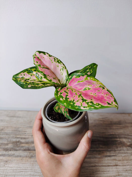 Aglaonema Red Valentine – Baby Plant Elegante e Colorata