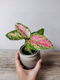 Aglaonema Red Valentine – Baby Plant Elegante e Colorata
