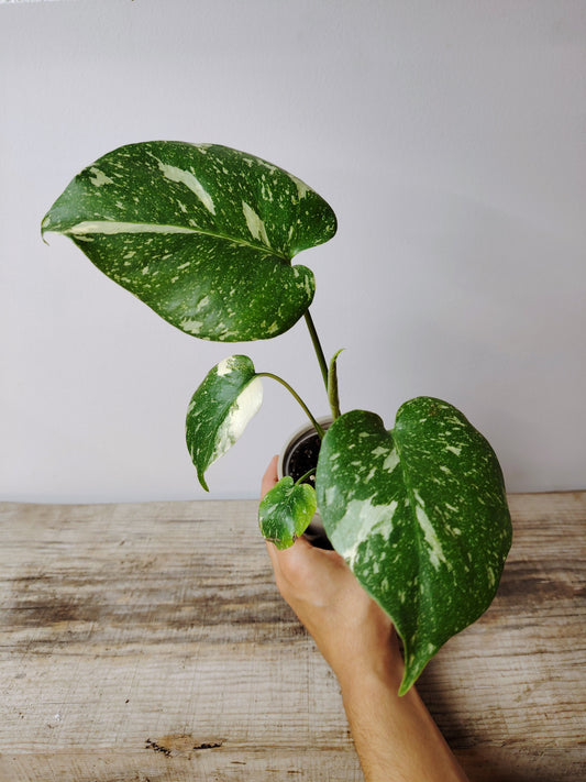 Monstera Thai Constellation – Baby Plant dal Fascino Stellare
