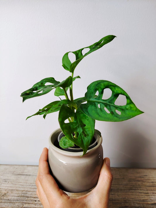 Monstera Adansonii – Baby Plant Esotica e Decorativa