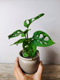 Monstera Adansonii – Baby Plant Esotica e Decorativa | Aracearium