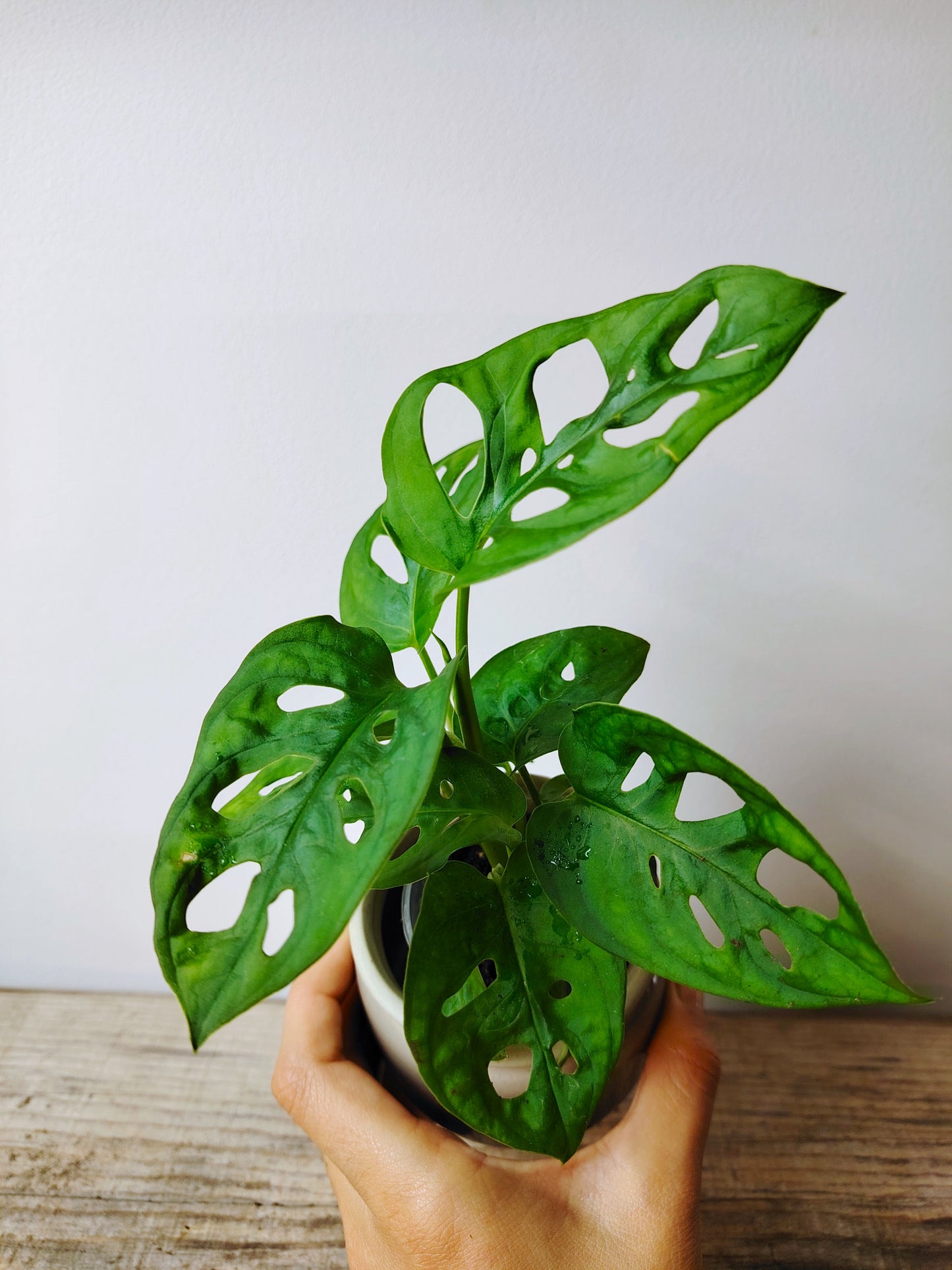 Monstera Adansonii – Baby Plant Esotica e Decorativa