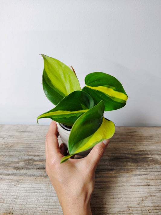 Philodendron Scandens Micans Brasil – Foglie Cuoriformi e Sfumature Tropicali