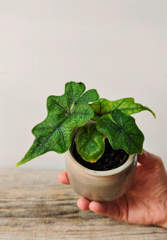 Alocasia Sulawesi 'Jacklyn' - una pianta originale e inconfondibile