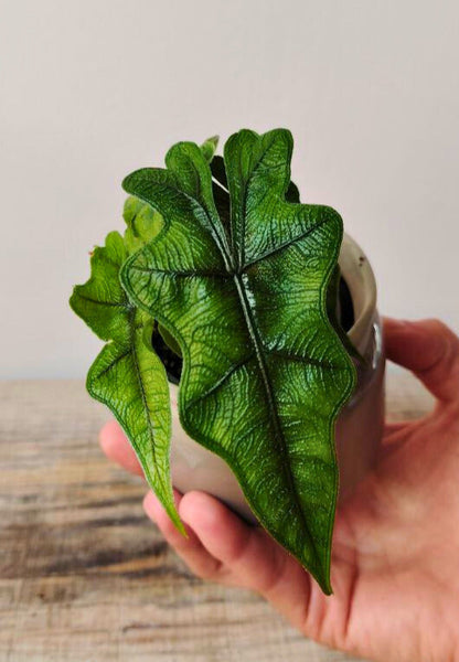 Alocasia Sulawesi 'Jacklyn' - una pianta originale e inconfondibile