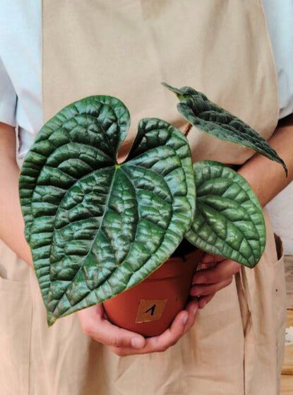 Anthurium Luxurians: Texture Incredibile e Aspetto Preistorico, per Veri Appassionati