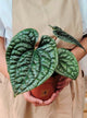 Anthurium Luxurians – Pianta dalla Texture Incredibile e Aspetto Preistorico