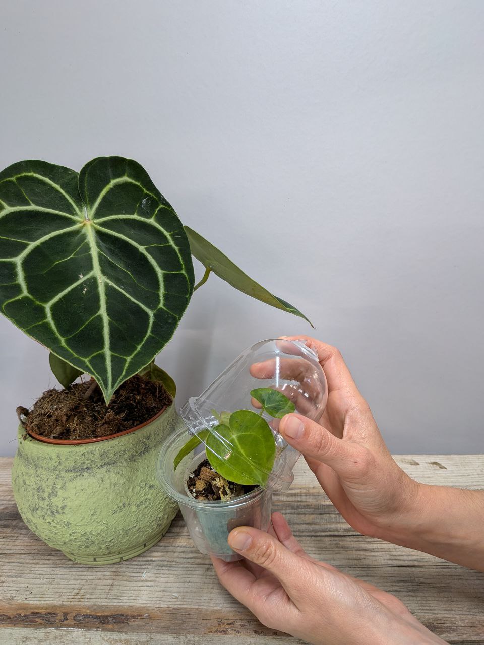 Mini serra con vaso e cupola trasparente per talee e piante giovani