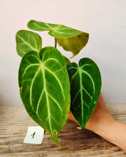 Anthurium Magnificum: Foglie Giganti, Venature Argento per un Effetto Wow Tropicale